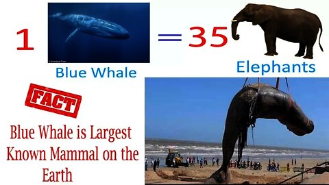 Blue-Whale Fish in Urdu Hindi ||Largest Animal in The World|| Mammals