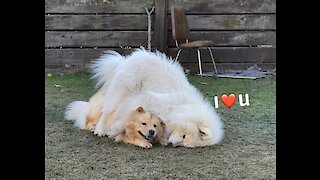 Samoyed Really Wants To Cuddle With Doggy Buddy