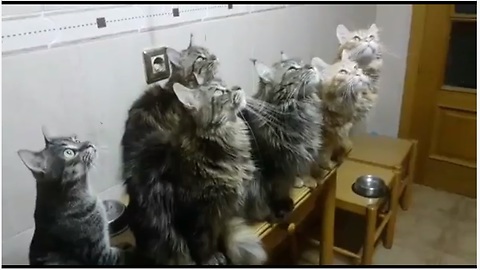 Maine Coons Captivated By Indoor Insect, Can't Stop Chirping
