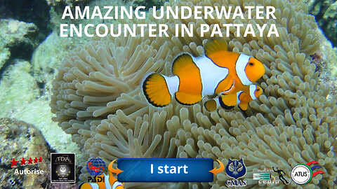 Amazing Underwater Encounter in Pattaya, Discover Diodons and Fish