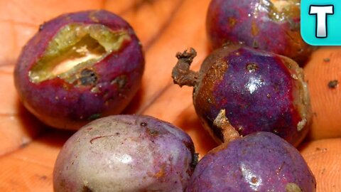 African Grape Tree | Fruits You've Never Heard Of