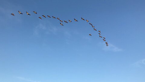Canada Geese flying south