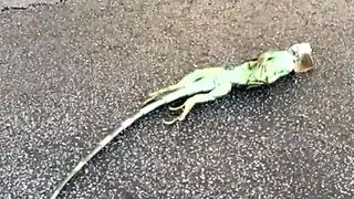 Iguanas freezing, falling out of trees in Florida