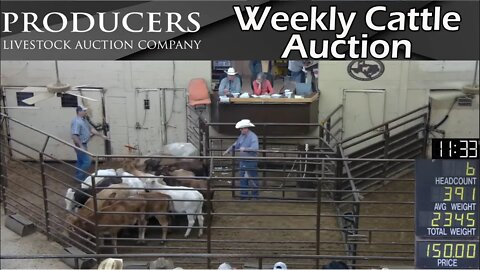 11/10/2022 - Producers Livestock Company Cattle Auction