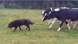 Curious Cows Become Dog’s Shadow And Follow Him Everywhere He Goes