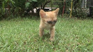Blind Kitten Look The World For The First Time