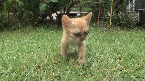 Blind Kitten Look The World For The First Time