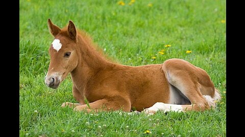 Horse cute baby playing in park