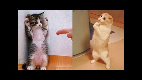 Funniest Animals Best Of The Funny Animal Video (2021)