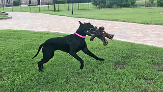 Big Decision for a Little Great Dane ~ Which Toy to Play With?