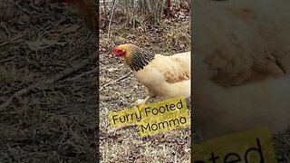 Big Momma! #chicken #farm #eggprice #eggproduction
