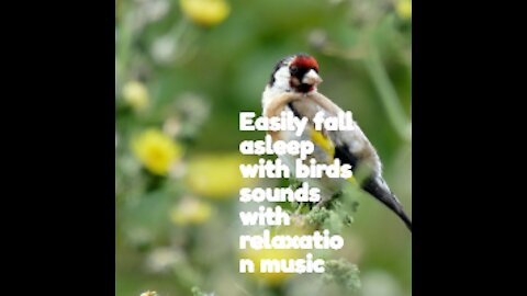 Easily fall asleep with birds sounds with relaxation music. This 2-minute video is relaxing with