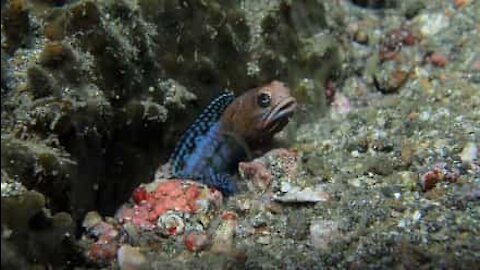 Pesce scava buco nel fondo del mare