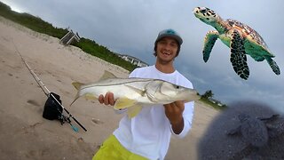 Vero Beach Shore Snook Fishing & Baby Sea Turtles