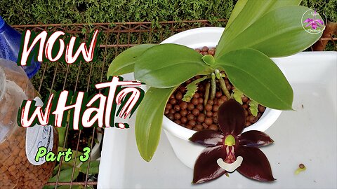 Make your Repot COUNT! Post-Repotting Orchid Care: Tips & Keys to Success Care Guide #ninjaorchids