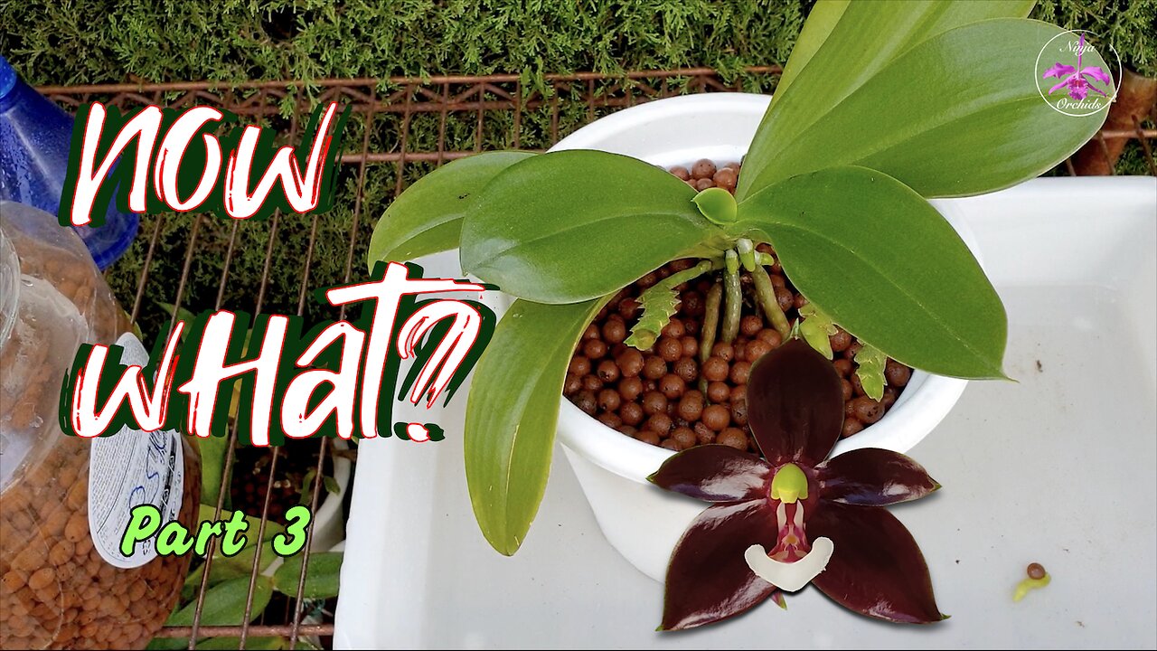 Make your Repot COUNT! Post-Repotting Orchid Care: Tips & Keys to ...