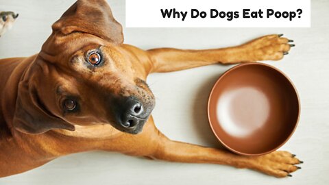Why Do Dogs Eat Poop? How to Stop Poop Eating in Dogs!!!