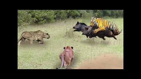 Tiger is Mad - Tiger risked his life to hunt Warthog in the valley of Crocodile - Tiger vs Animals