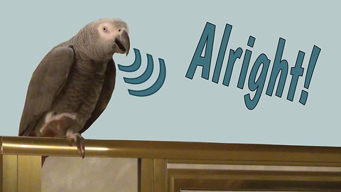 Einstein the Parrot demonstrates use of voice inflection