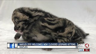 Baby Leopard Kittens born in Naples Zoo