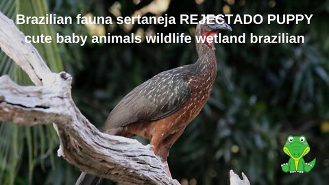 Brazilian fauna sertaneja REJECTADO PUPPY cute baby animals wildlife wetland brazilian