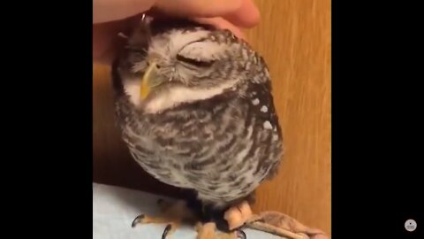 Owl - Cute Owls || NEW owl bird