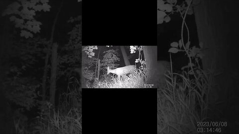 Jack's Trail Camera -- Episode 72 #shorts