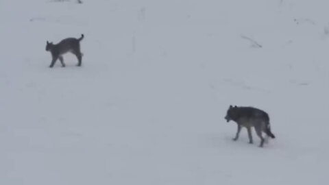 The ferocity of a lynx cat facing a wolf