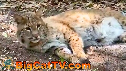 Big Cat Rescue Operations Managers Afton and Erin are handing out evening enrichment! 05 02 2023