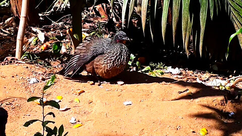 Jacu relaxando em um dia de sol na fazenda