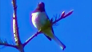 IECV NV #35 - 👀 A Male Dark Eyed Junco, And A White Moth, And A Crow 5-24-2014