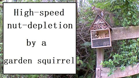High speed nut depletion by squirrel
