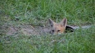 Fox Cub enjoying lunch