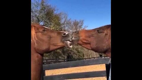 Besos de caballos