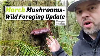 Wild Mushroom Foraging in Early March