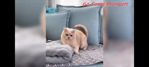 Funny Cats and Dogs videos 🐱🐶😍