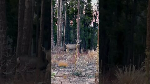 Creepin on deer, again