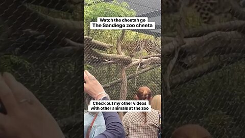 Cheetah at the Sandiego zoo##zooanimals #popularzoo #placestovisit#animallovers#funnyvideos