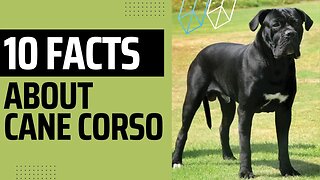 Ten Interesting Facts about Cane Corso.