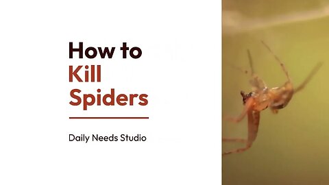 How to Kill Spiders - Daily Needs Studio