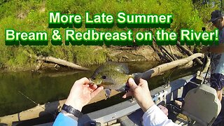 More Late Summer Bream & Redbreast! River Fishing