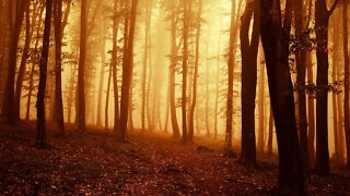Relaxing Dark Autumn Music - Glowing Amber Woods ★742 | Spooky, Fall
