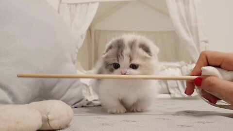 Cute kitten with short legs! Adorable cat video