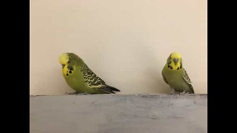 Squabbling budgies don't show any brotherly love