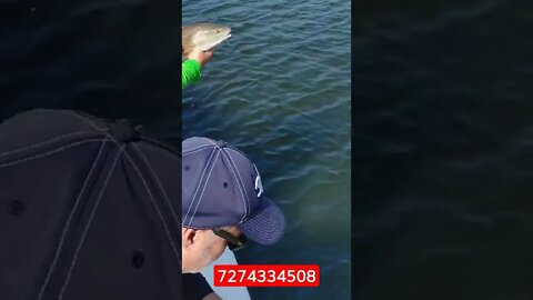 Redfish release in Tampa Bay