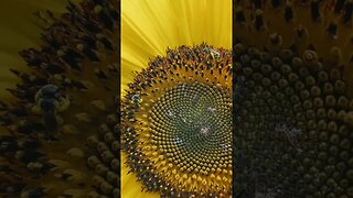 check out these tiny native bees on our sunflowers 🐝🌻💛 #thedenmanhomestead #beekeeping