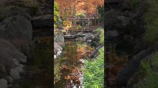 Fall colors at Gilroy Gardens Theme Parks. #shorts