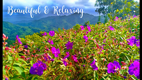 Beautiful Relaxation Music - Stress relief, Yoga, Studying, Relaxing, Calming