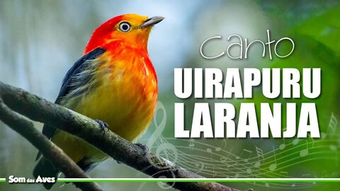 O Canto do UIRAPURU LARANJA🎶 | Guaramiranga