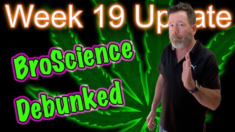 Week 5 of Flower - OG Kush & Bruce Banner Cannabis Grow in 2x4 Tents – BroScience Debunked